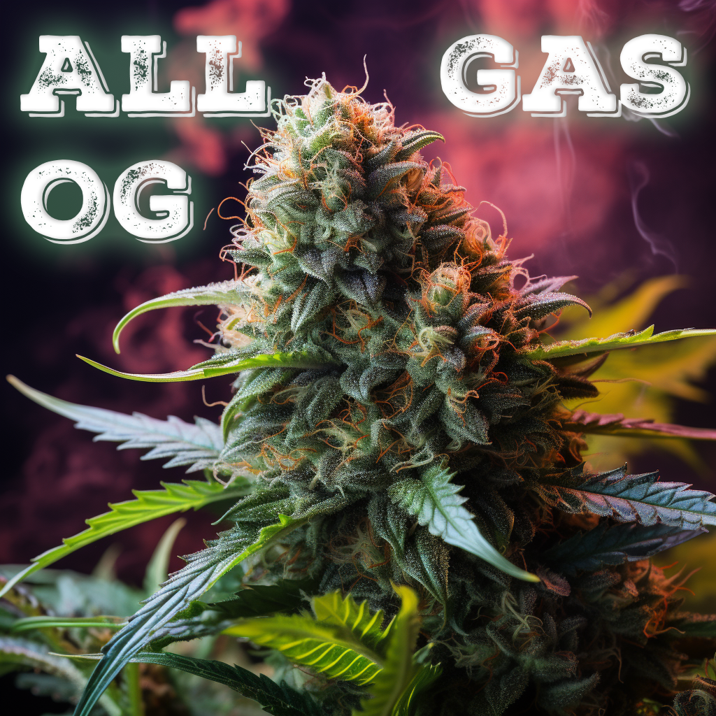 A close-up of a cannabis bud with text 'ALL GAS OG'.